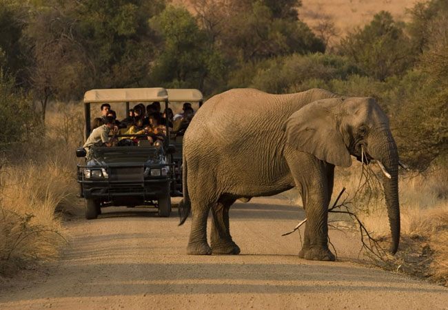 Game Viewing in South Africa