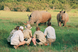 South Africa Rhino Tracking