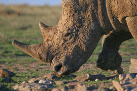 Rhino Tracking in South Africa