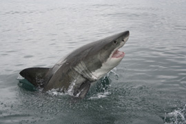 Shark Cage Diving in South Africa