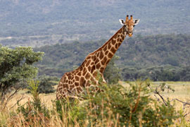 Frontier Country, Eastern Cape