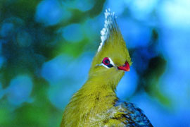 The elusive Knysna Loerie