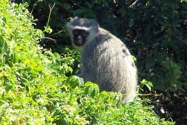 Photograph Courtesy of & � Thunzi Bush Lodge