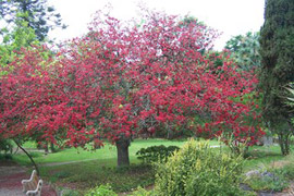 Makana Botanical Garden � Rhodes