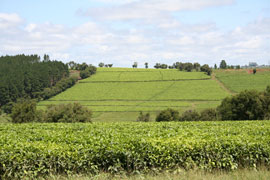 Mbotyi