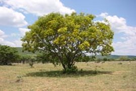 Photograph � Olifantskop Lodge