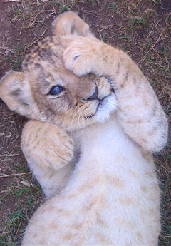 seaview lion cub