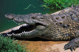 Croc City Crocodile Farm, Gauteng