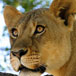 Rhino and Lion Nature Reserve, Johannesburg