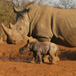 Plumari Game Reserve, Johannesburg