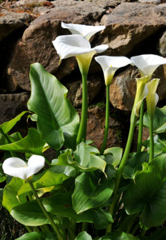 Botanical Garden on Pretoria Botanical Garden  Pretoria