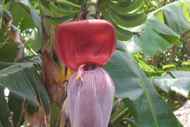 Walter Sisulu Botanical Gardens