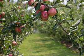 Apple orchard in Walkerville