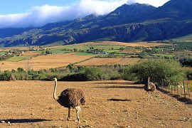 Oudtshoorn - Ostrich Capital