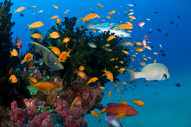 Aliwal Shoal, KwaZulu Natal