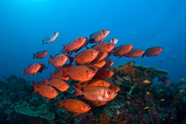 Aliwal Shoal, KwaZulu Natal