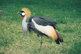 Babanango