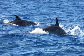 Dolphin swimming at Blythedale Beach