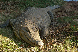 Nile crocodile at Crocworld