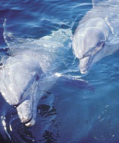 North Coast Dolphins