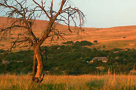Greytown