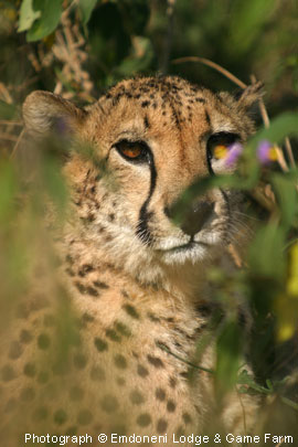 Cheetah seen at Emdoneni Lodge & Game Farm in Hluhluwe