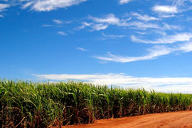 Sugarcane Fields in KwaDukuza-Stanger