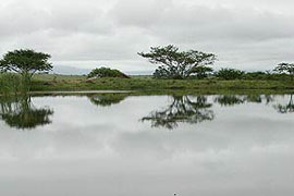 Nongoma