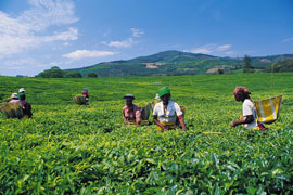 Tea Pickers