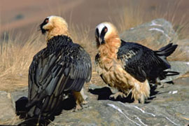 Mtunzini
