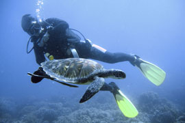 Scuba Diving