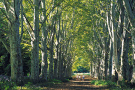 The Pietermaritzburg National Botanical Gardens