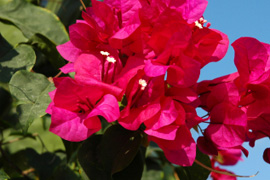 Pietermaritzburg Botanical Gardens, Pietermaritzburg