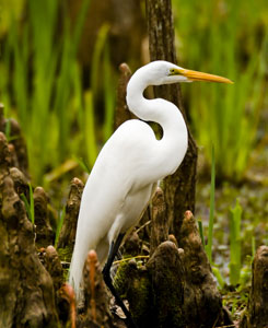 Snowy Egret and Cypresses