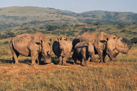 Marloth Park