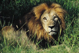Lion at Skukuza