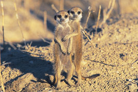 Meerkat seen in Kgalagadi Transfrontier Park