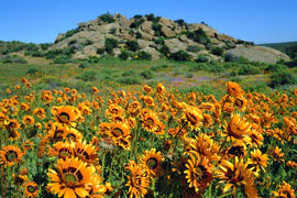 Namaqualand Flower Route