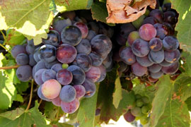 Orange River Wine Route