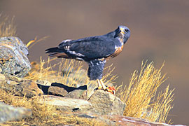 Eagle in the Richtersveld National Park
