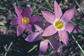 Namaqualand Flowers