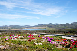 Baardskeerdersbos