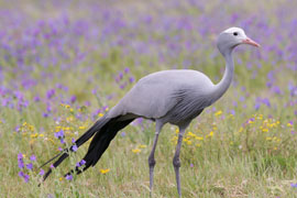 Caledon Blue Crane Route