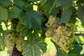 Cape Point Wine Route, Cape Wine Routes