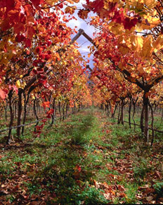 Cape Winelands, South Africa