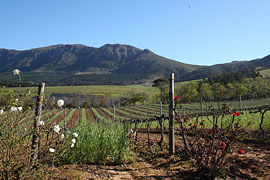 Constantia Valley Vineyards