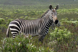 De Hoop