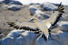 Doringbaai