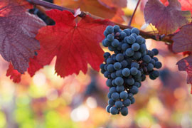 Hands-on Harvest