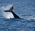 Humpback Whale